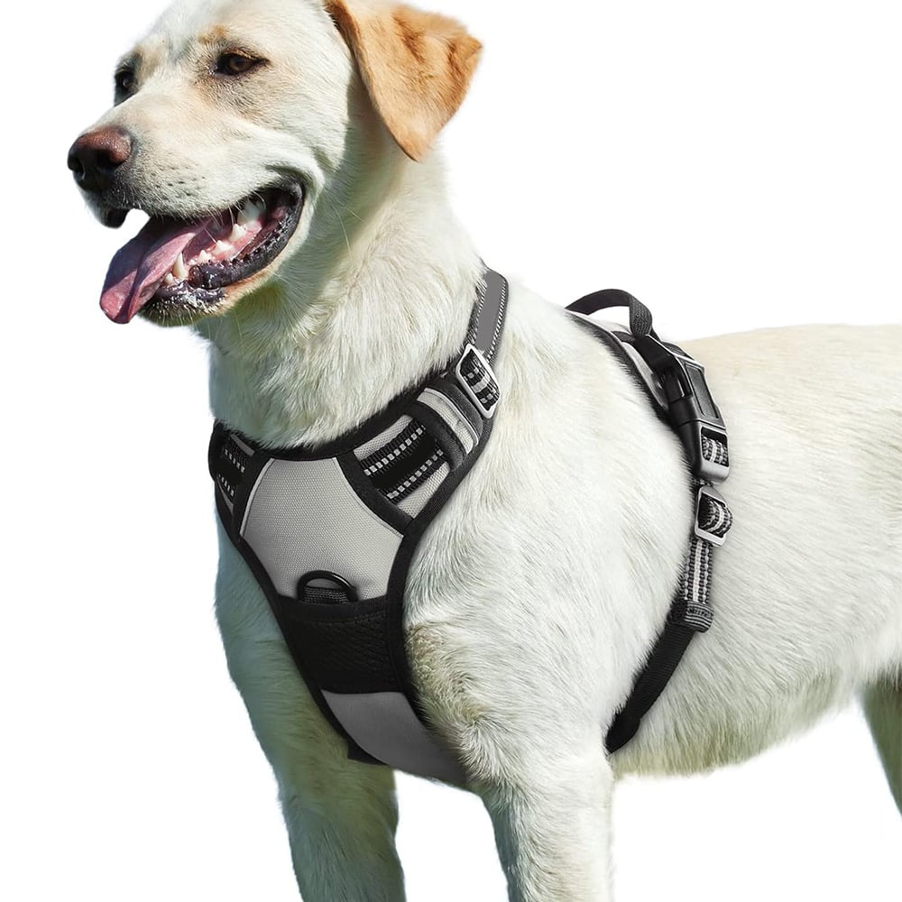 Dog outdoor vest