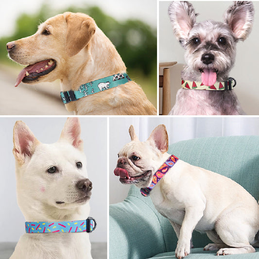 Pet dog collar chest and back leash