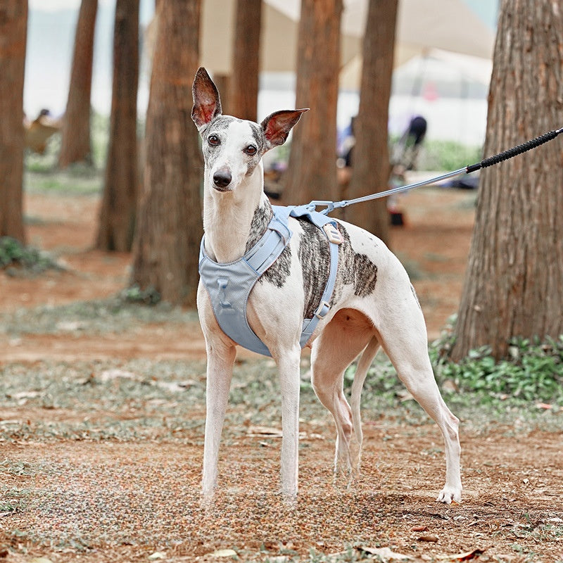 dog harness leash