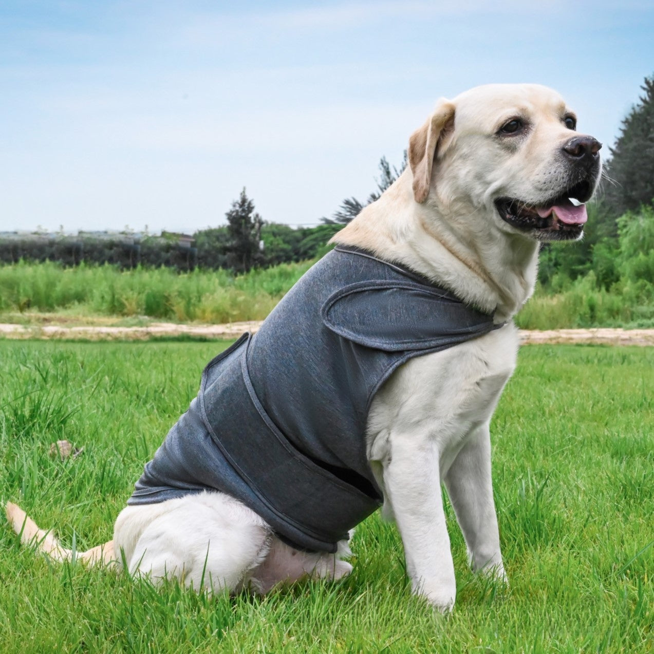 Pet Anxiety Relief Vest