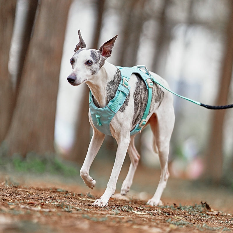 dog harness leash