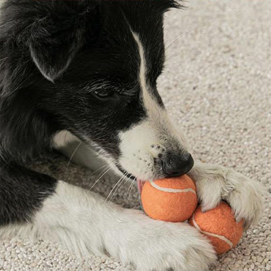 Dog Chew Toy