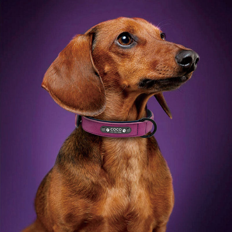 Frosted Anti-Lost Dog Collar