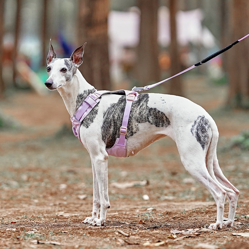 dog harness leash